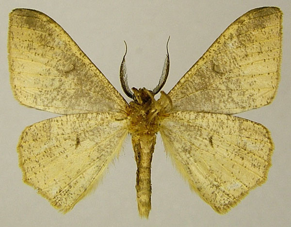 /filer/webapps/moths/media/images/N/neglecta_Hyposidra_AM_ZSMb.jpg