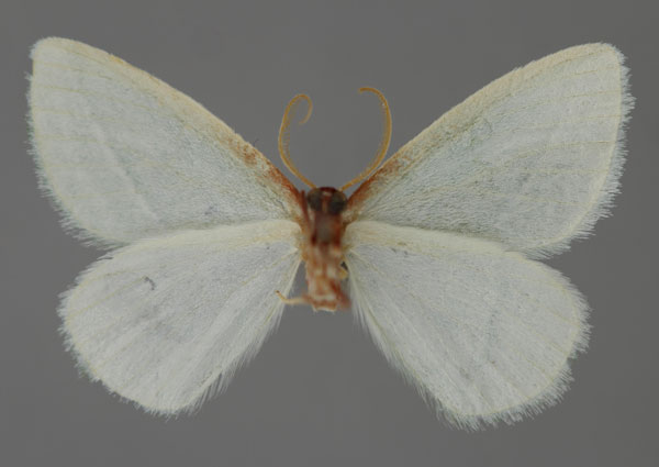 /filer/webapps/moths/media/images/N/neglecta_Omphax_HT_ZSM_02.jpg