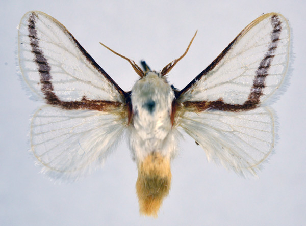 /filer/webapps/moths/media/images/N/neglecta_Parapluda_AM_NHMO.jpg