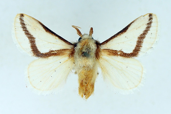 /filer/webapps/moths/media/images/N/neglecta_Parapluda_AM_TMSA_01.jpg