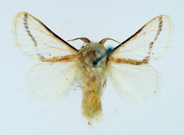 /filer/webapps/moths/media/images/N/neglecta_Parapluda_AM_TMSA_02.jpg