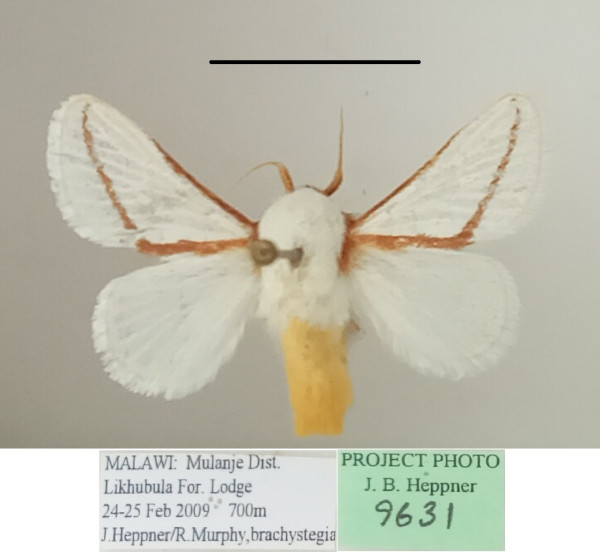 /filer/webapps/moths/media/images/N/neglecta_Parapluda_A_MGCL_01.jpg