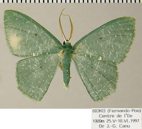 /filer/webapps/moths/media/images/N/neglecta_Prasinocyma_AM_ZSM.jpg