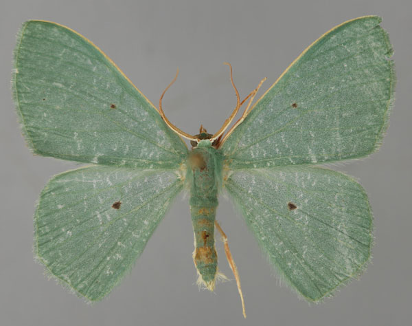 /filer/webapps/moths/media/images/N/neglecta_Prasinocyma_A_ZSM_01.jpg