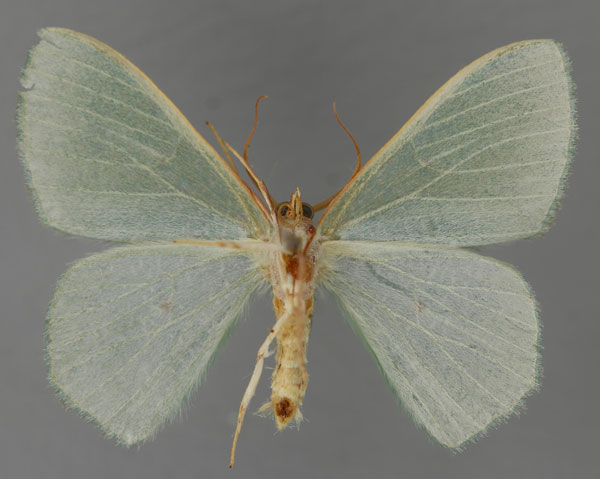 /filer/webapps/moths/media/images/N/neglecta_Prasinocyma_A_ZSM_02.jpg