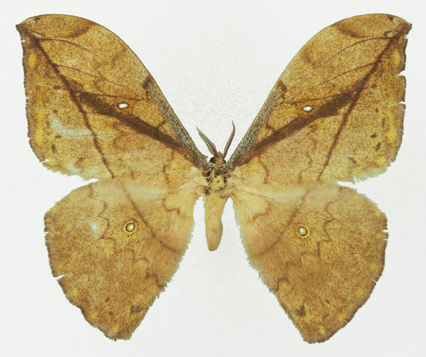 /filer/webapps/moths/media/images/N/neglecta_Pselaphelia_AF_Basquin_01a.jpg