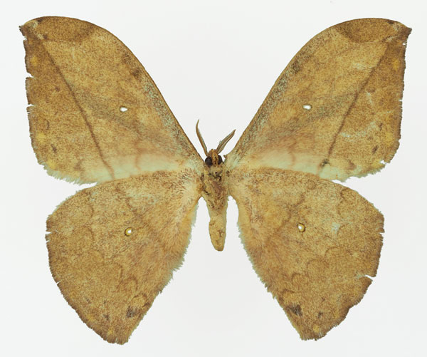 /filer/webapps/moths/media/images/N/neglecta_Pselaphelia_AF_Basquin_01b.jpg