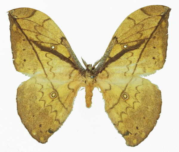 /filer/webapps/moths/media/images/N/neglecta_Pselaphelia_AM_Basquin_01a.jpg