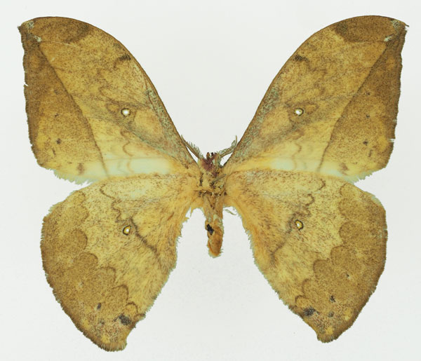 /filer/webapps/moths/media/images/N/neglecta_Pselaphelia_AM_Basquin_01b.jpg