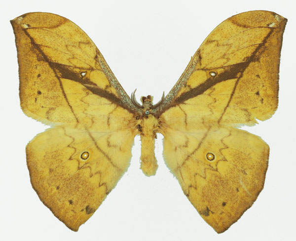 /filer/webapps/moths/media/images/N/neglecta_Pselaphelia_AM_Basquin_02a.jpg