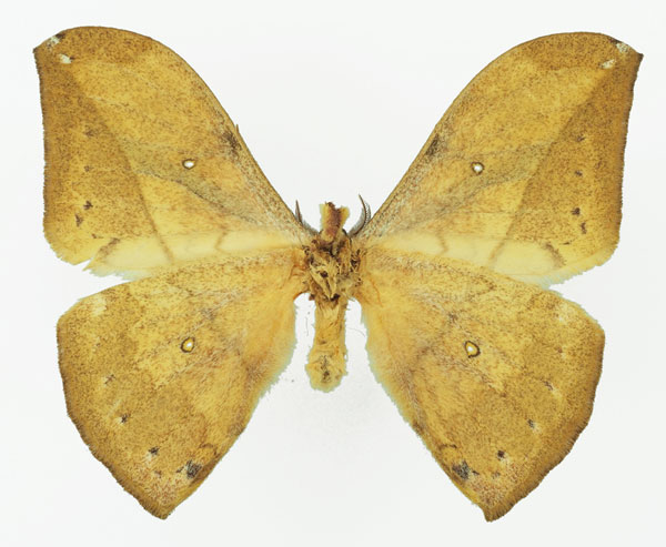 /filer/webapps/moths/media/images/N/neglecta_Pselaphelia_AM_Basquin_02b.jpg