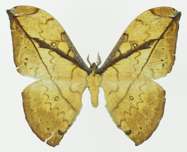 /filer/webapps/moths/media/images/N/neglecta_Pselaphelia_AM_Basquin_03a.jpg