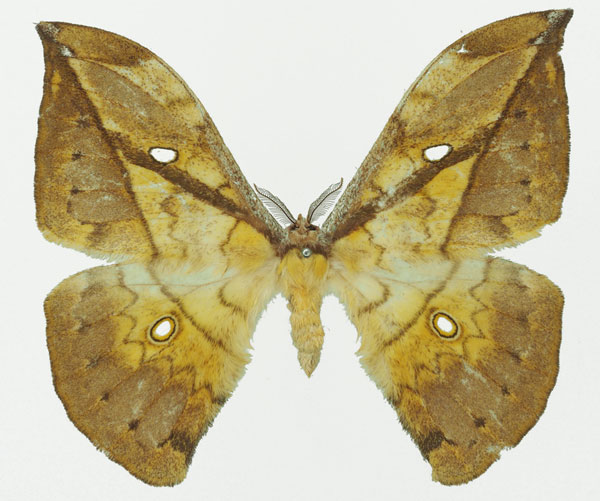 /filer/webapps/moths/media/images/N/neglecta_Pselaphelia_AM_Basquin_04a.jpg