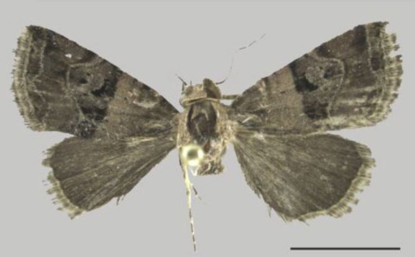 /filer/webapps/moths/media/images/N/negrottoi_Ozarba_AF_ZMJU.jpg