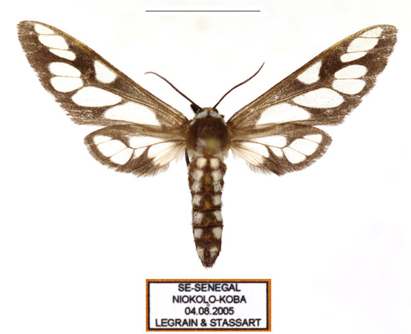/filer/webapps/moths/media/images/N/negus_Thyretes_AF_Legrain.jpg