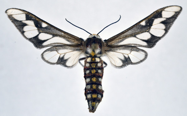 /filer/webapps/moths/media/images/N/negus_Thyretes_AF_NHMO.jpg