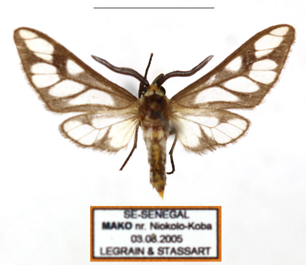 /filer/webapps/moths/media/images/N/negus_Thyretes_AM_Legrain_01.jpg