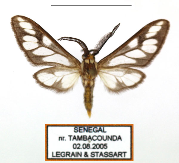 /filer/webapps/moths/media/images/N/negus_Thyretes_AM_Legrain_02.jpg