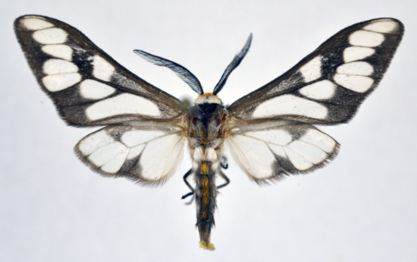 /filer/webapps/moths/media/images/N/negus_Thyretes_AM_NHMO.jpg