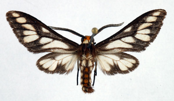 /filer/webapps/moths/media/images/N/negus_Thyretes_AM_Ochse.jpg