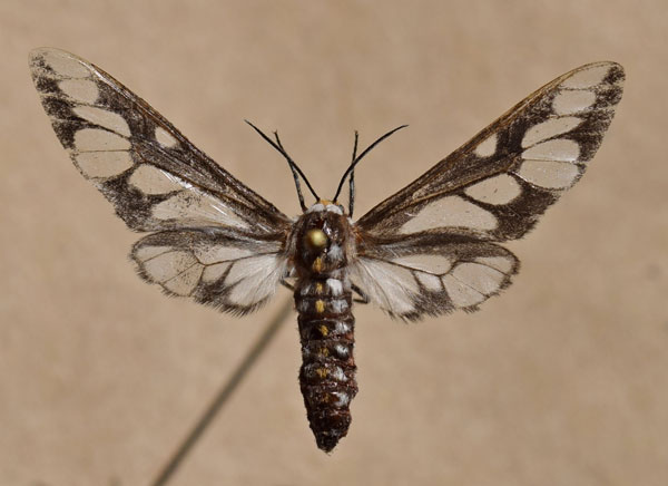 /filer/webapps/moths/media/images/N/negus_Thyretes_A_Butler.jpg