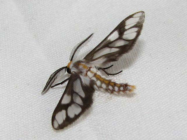 /filer/webapps/moths/media/images/N/negus_Thyretes_A_Goff.jpg