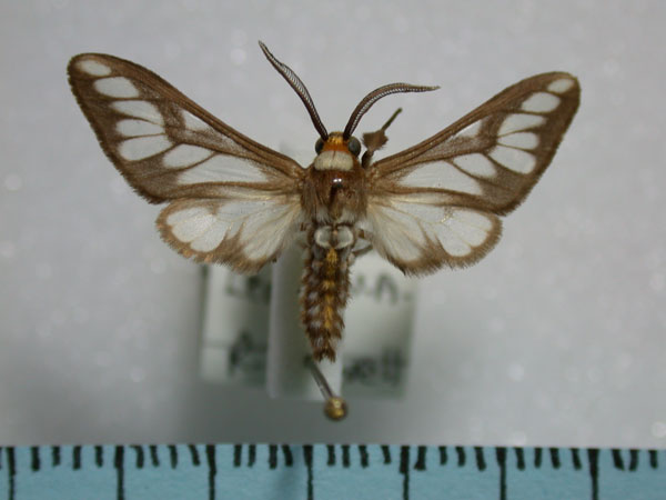/filer/webapps/moths/media/images/N/negus_Thyretes_A_Revell.jpg