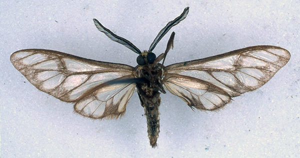 /filer/webapps/moths/media/images/N/negus_Thyretes_HT_BMNH_02.jpg