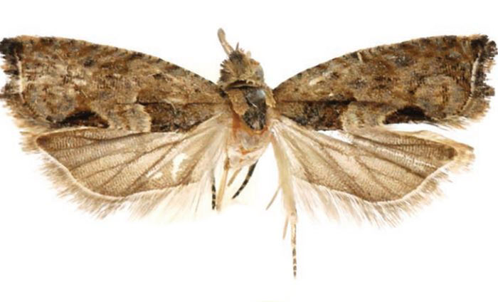 /filer/webapps/moths/media/images/N/neka_Cosmetra_HT_USNM.jpg