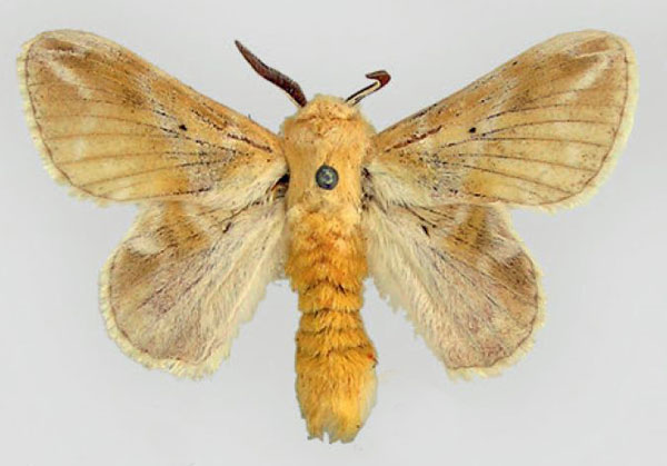 /filer/webapps/moths/media/images/N/nemesida_Eucraera_HT_ZMHB_01.jpg