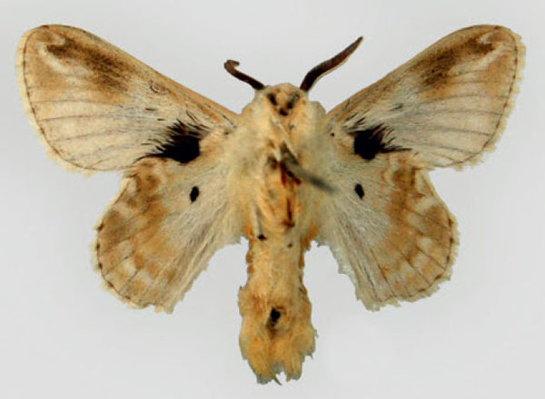 /filer/webapps/moths/media/images/N/nemesida_Eucraera_HT_ZMHB_02.jpg