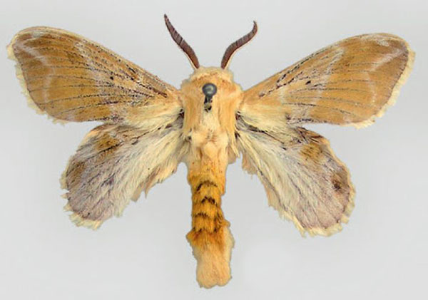 /filer/webapps/moths/media/images/N/nemesida_Eucraera_PT_ZMHB.jpg