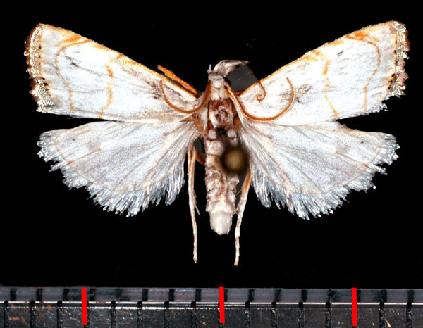 /filer/webapps/moths/media/images/N/nemesis_Pseudocatharylla_AM_Poltavsky.jpg