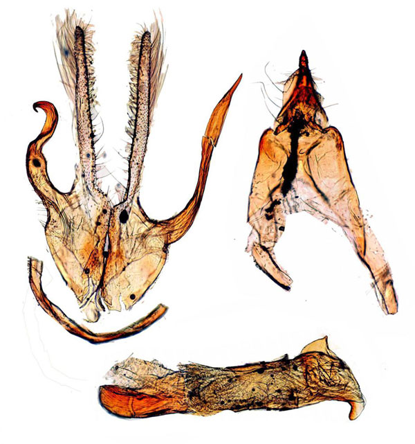 /filer/webapps/moths/media/images/N/nemesis_Pseudocatharylla_GM_Poltavsky.jpg