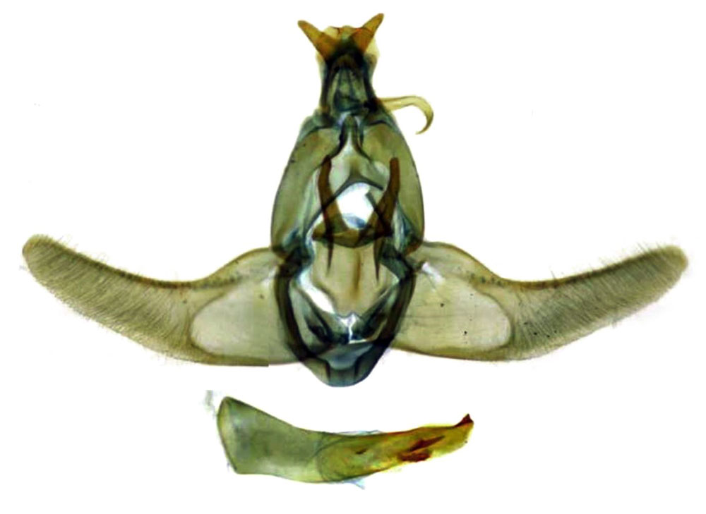 /filer/webapps/moths/media/images/N/nemophorella_Ptilothyris_GMHT_RMCA_CIS7097.jpg