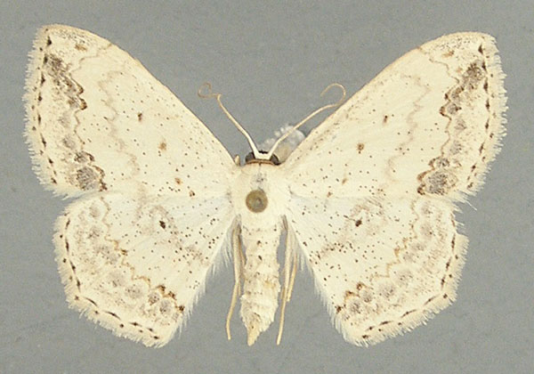 /filer/webapps/moths/media/images/N/nemorivagata_Scopula_AF_TMSA.jpg
