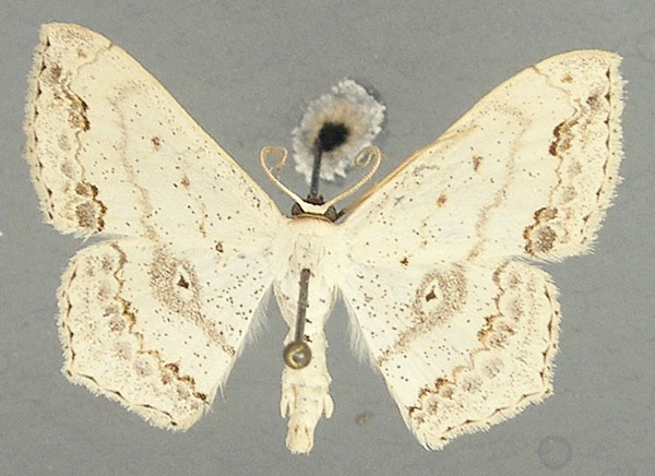 /filer/webapps/moths/media/images/N/nemorivagata_Scopula_AM_TMSA.jpg