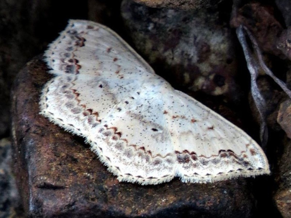 /filer/webapps/moths/media/images/N/nemorivagata_Scopula_A_Braun.jpg