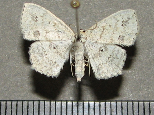/filer/webapps/moths/media/images/N/nemorivagata_Scopula_A_Goff.jpg