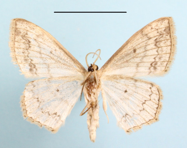 /filer/webapps/moths/media/images/N/nemorivagata_Scopula_A_MGCLb_01.jpg