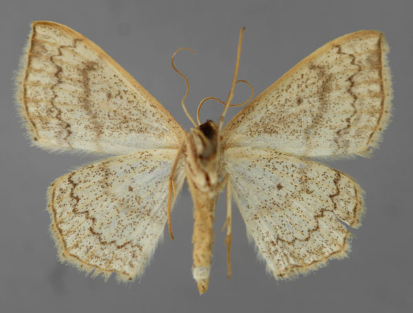 /filer/webapps/moths/media/images/N/nemorivagata_Scopula_A_ZSM_02.jpg