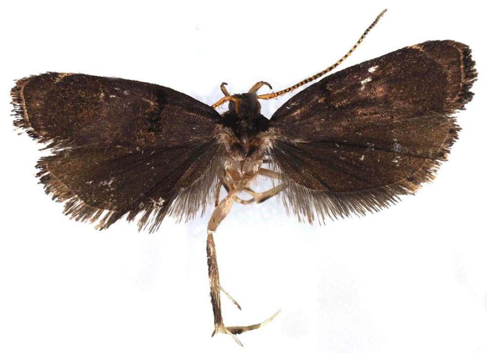 /filer/webapps/moths/media/images/N/nemorosa_Thubdora_HT_NIBR.jpg