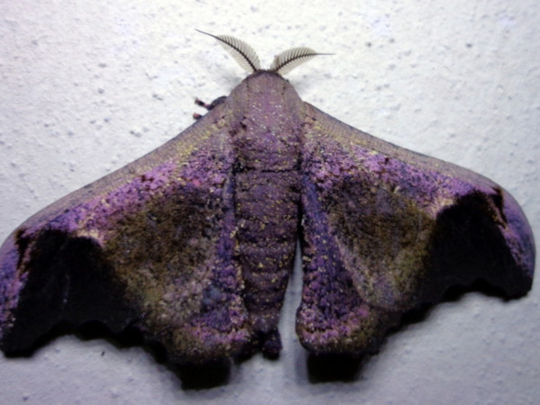 /filer/webapps/moths/media/images/N/nenia_Adrougeriana_A_Ajibade.JPG