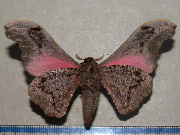 /filer/webapps/moths/media/images/N/nenia_Micragone_A_Goff_02.jpg