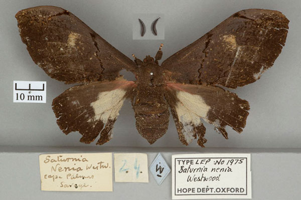 /filer/webapps/moths/media/images/N/nenia_Saturnia_HT_OUMNH_01.jpg