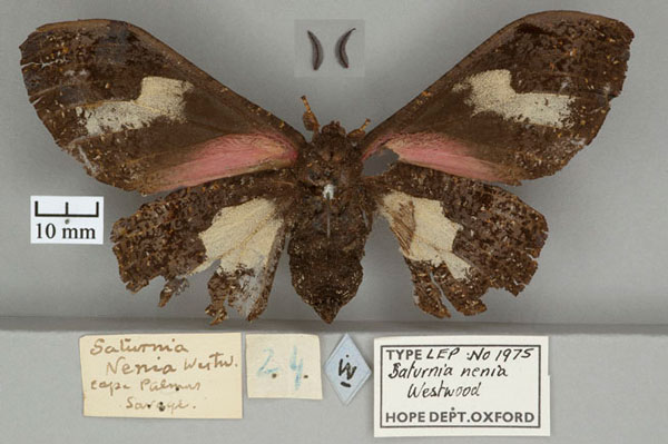 /filer/webapps/moths/media/images/N/nenia_Saturnia_HT_OUMNH_02.jpg