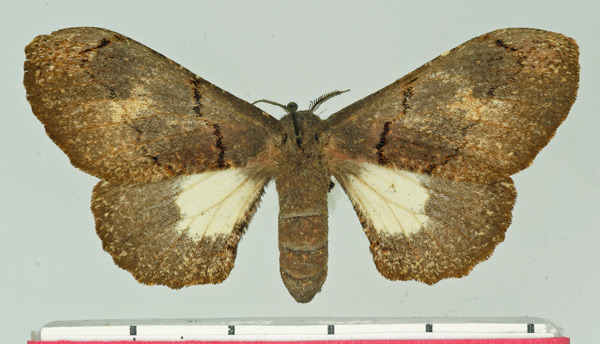 /filer/webapps/moths/media/images/N/nenioides_Micragone_AF_Basquin.jpg