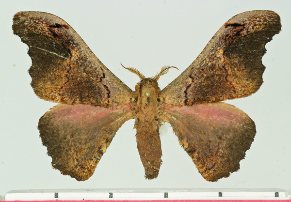 /filer/webapps/moths/media/images/N/nenioides_Micragone_AM_Basquin.jpg