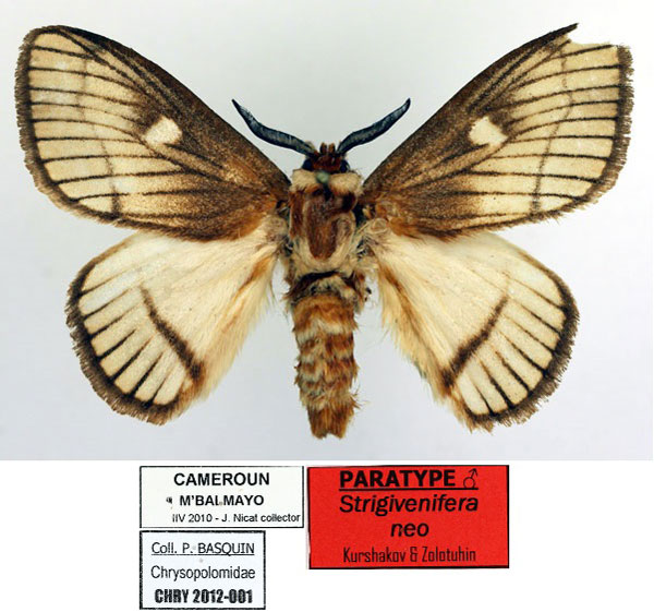 /filer/webapps/moths/media/images/N/neo_Strigivenifera_PT_Basquin_01.jpg
