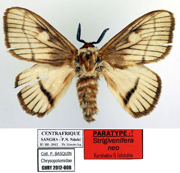 /filer/webapps/moths/media/images/N/neo_Strigivenifera_PT_Basquin_02.jpg